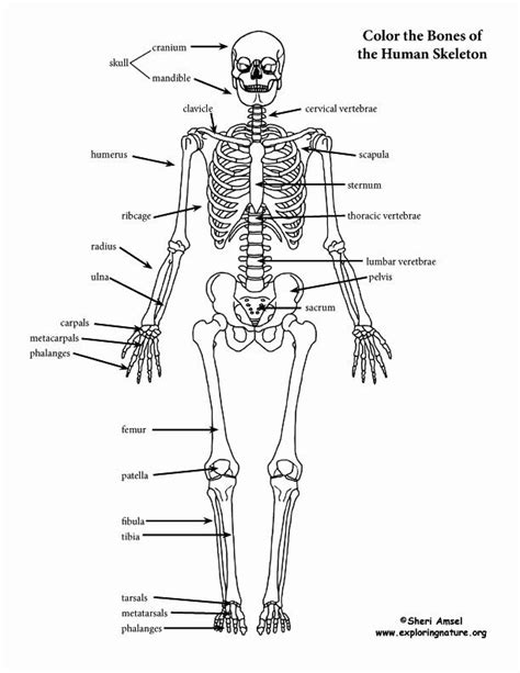 Skeletal Bones Worksheet