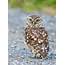 Wildlife Photographic Journals Last Of The Little Owls