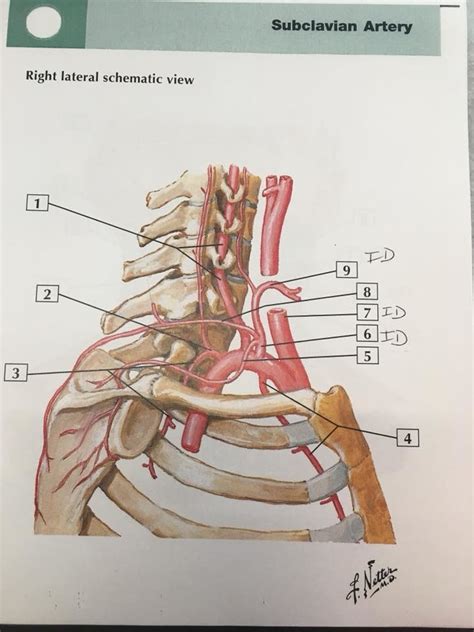 Anatomy Subclavian Artery Diagram Quizlet