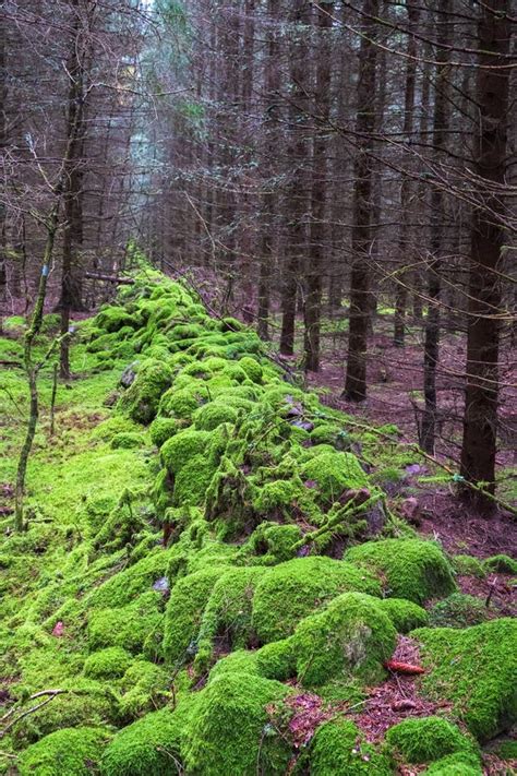 Spruce Forest With A Stone Wall Covered With Green Moss Stock Photo
