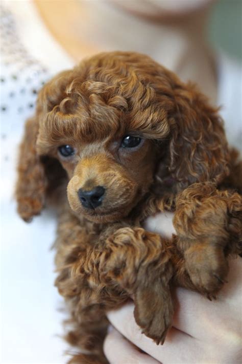 Hypoglycemia or hip dysplasia, so you could react as fast as it is possible. 23 best I love red Toy Poodle puppies images on Pinterest ...