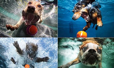 Underwater Dogs Calendar 2012 Photographer Captures Pets Diving Into
