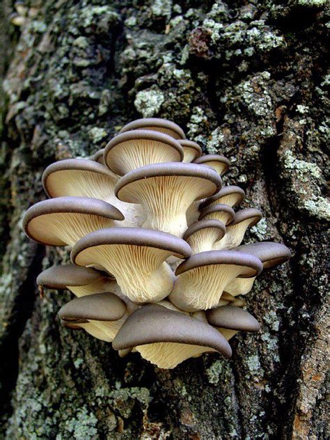 Beautiful Mushrooms Duskys Wonders