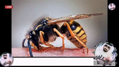 A Must Watch Video Deadly Insects Killing People Over 100000 Lives