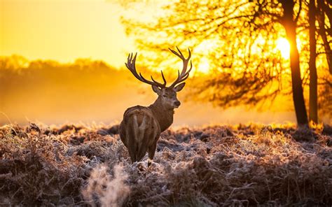 Hintergrundbilder Sonnenlicht Hirsch Tiere Natur Winter Tierwelt
