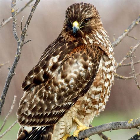 Red Shouldered Hawk California Ricelands Waterbird Foundation