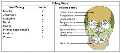 Detail Jenis Jenis Tulang Pada Manusia Dan Gambar Nya Koleksi Nomer