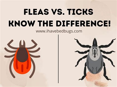 Fleas Vs Ticks Know The Difference