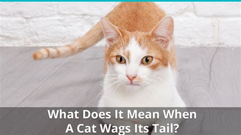 What Does It Mean When A Cat Wags Its Tail Find Out Here