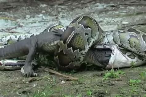 Menacing Python Swallows Massive Alligator Whole In Nightmare Video