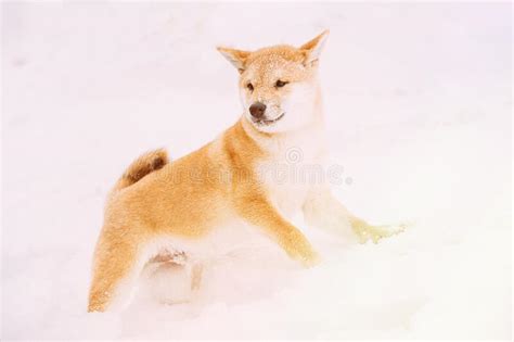Dog Sprinkled With Snow Shiba Inu Playfully Through Snowdrifts Stock
