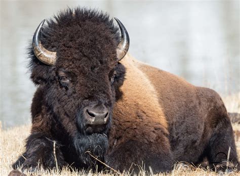 Official twitter account of the big bull. Big Boy Bison Bull | Big, bad bull Bison (Bison bison) or ...