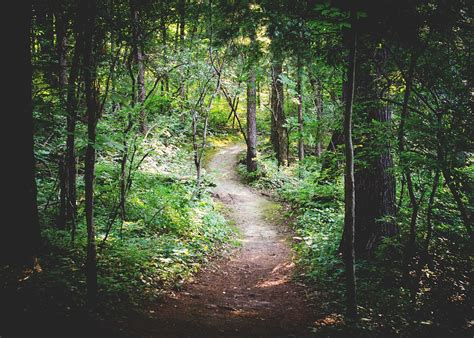 Forest Path Nature · Free Photo On Pixabay
