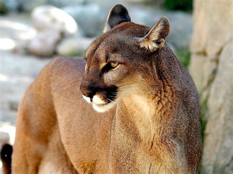 Puma Concolor Veja Informações Curiosidades E Muito Mais Guia Animal