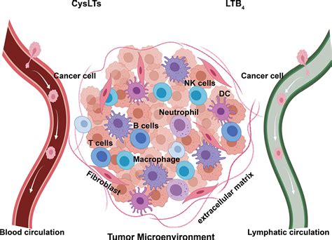 Frontiers Leukotrienes In Tumor Associated Inflammation