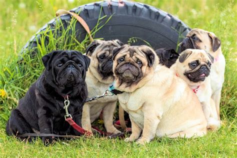 10 Best Pug Rescues For Adoption 2024 Our Top 10 Picks