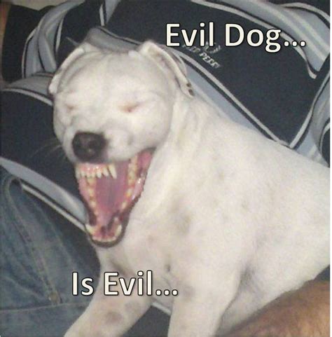 Evil Dog