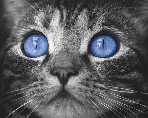 Katze Blaue Augen Kostenloses Stock Bild Public Domain Pictures