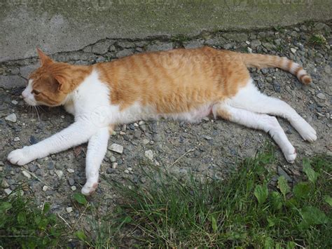 Orange And White Tabby Cat 3477252 Stock Photo At Vecteezy