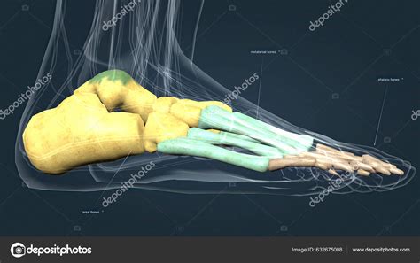 Anatomy Human Foot Metatarsal Bones Illustration Stock Photo By