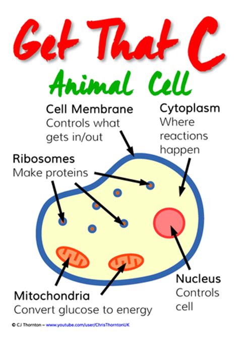 Describe the similarities and differences between a typical plant and a typical animal cell. GCSE Biology - Basic Cell Structure Posters by ...