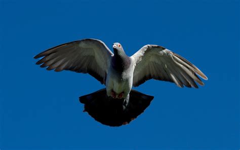 Pigeon Full Hd Wallpaper And Background Image 1920x1200 Id289222
