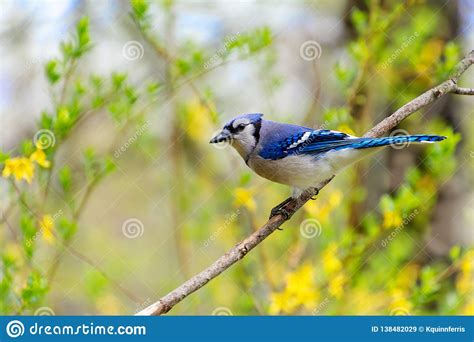 Eastern Blue Jay Bird With Spring Greenery And Yellow