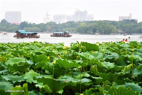 Lotus Flowers Enter Full Blossom Period In Daming Lake Of Jinan
