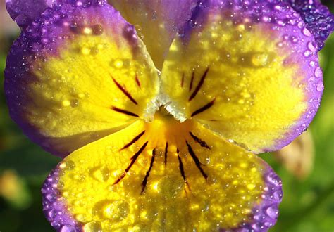 Yellow And Purple Pansy And Dew Free Stock Photo Public Domain Pictures