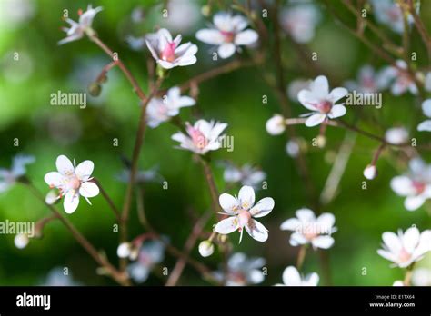 Macro Photo Of White Small Wild Flowers In The Forest Stock Photo Alamy