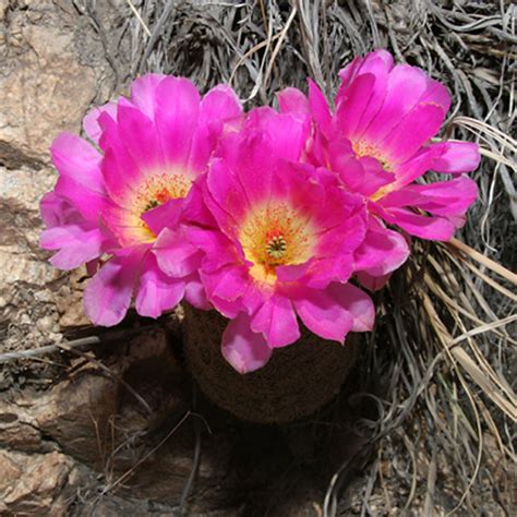 Impressive blooms from a little cactus. Echinocereus rigidissimus - Rainbow Hedgehog Cactus ...