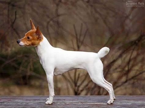 14 Amazing Facts About Toy Fox Terriers You Probably Never Knew Page