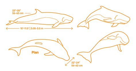Pygmy Sperm Whale Kogia Breviceps Dimensions And Drawings