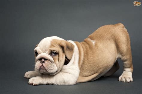 Miniature english bulldog vs english bulldog. English Bulldog Dog Breed Information, Buying Advice ...