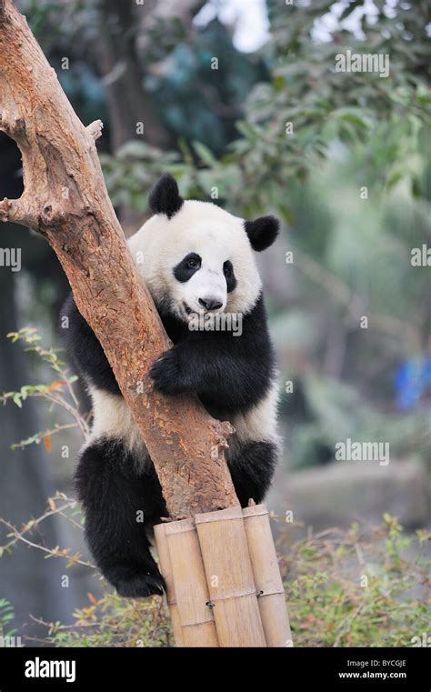 Panda Climbing Tree Stock Photo Alamy