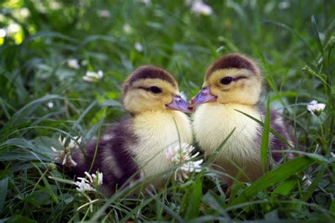Spring Ducklings Stock Photos Pictures And Royalty Free Images Istock