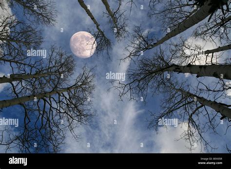 View Up At A Nearly Full Moon Behind Bare Tree Branches Against A Blue
