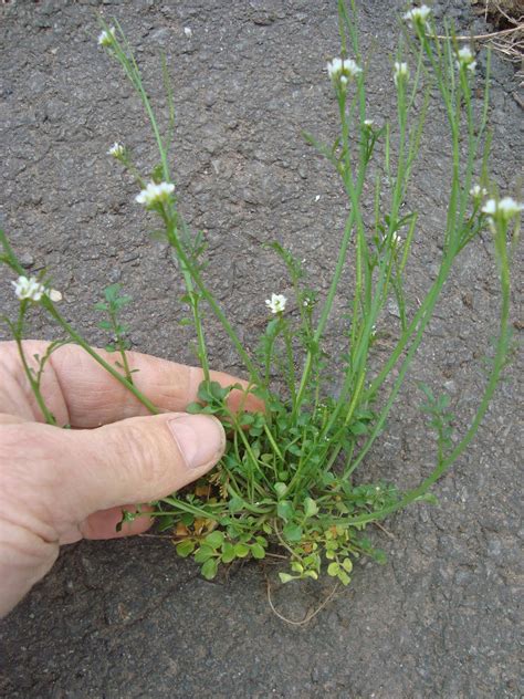 What are the little white flowers in grass? Princeton Nature Notes: Random Spring Weed Identification