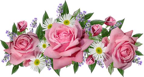 Bunga Bunga Mawar Bunga Aster Foto Gratis Di Pixabay Pixabay