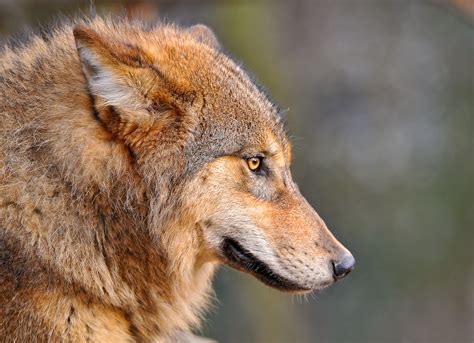 Another Wolf Profile Portrait And Last One For Now Flickr