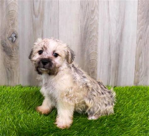 Schnoodle Puppy For Sale 4300 Chews A Puppy