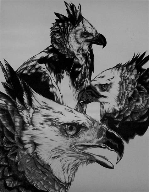 Harpy Eagles By Greydragonne On Deviantart