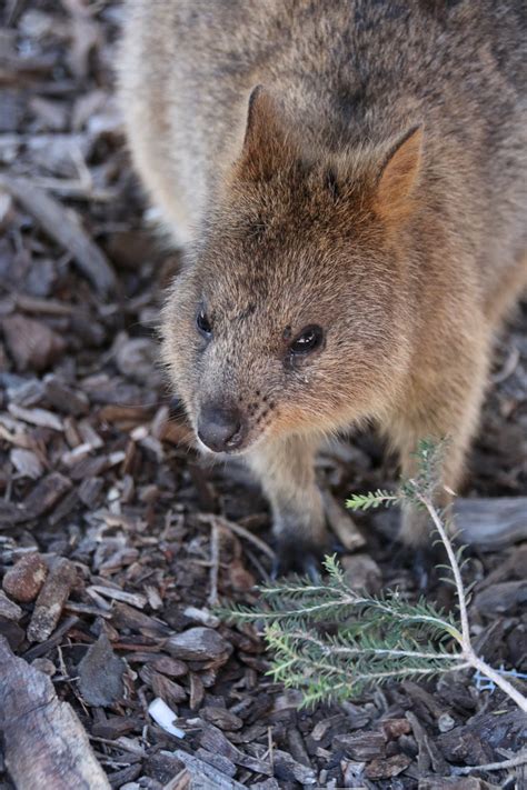 Although the quokka is a major draw to rottnest island, the beaches are world class and knock the socks off many east coast beaches. Quokkas