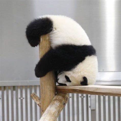 Just A Panda Doing Panda Things R Aww