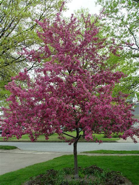 As ornamentals for gardens though the hybrids are the most common choice. Garden Housecalls - Crabapple 'Prairifire'