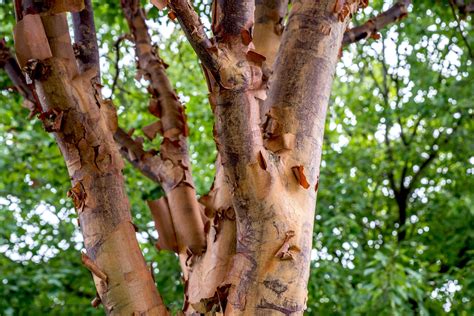 Paperbark Maple Care And Growing Guide