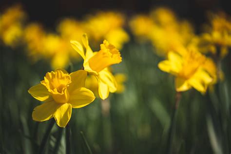 Download Yellow Daffodils During Daytime Wallpaper