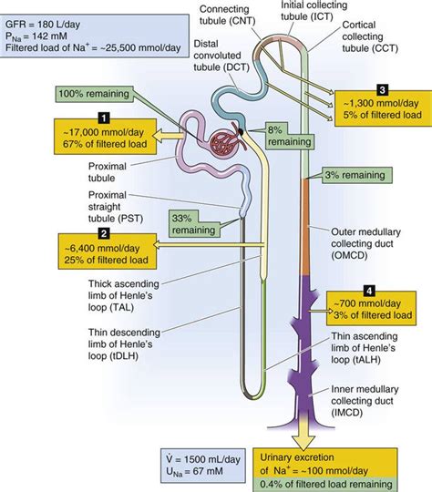 Na And Cl− Transport By Different Segments Of The Nephron Transport
