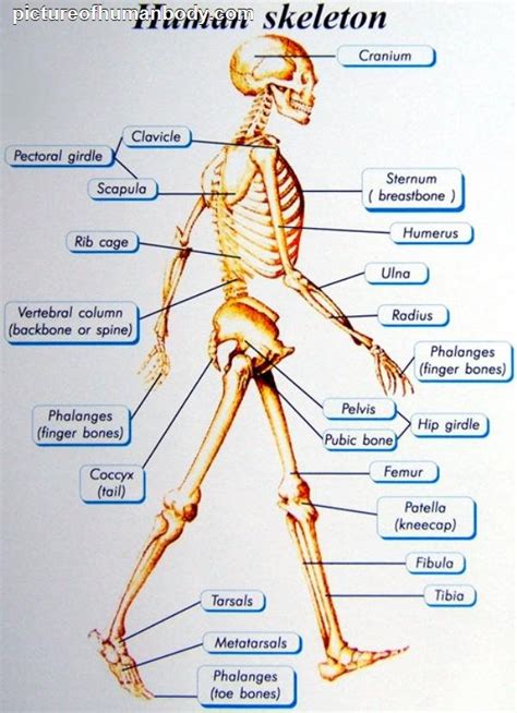 Human Body Parts