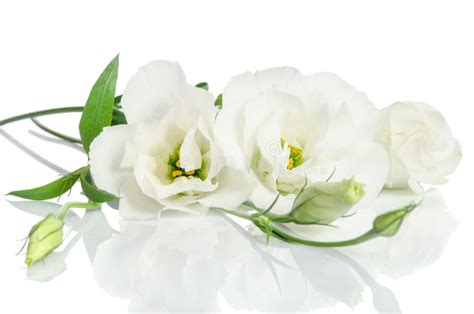 Beautiful White Eustoma Flowers Stock Image Image Of Nature Beauty